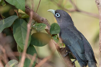 A Blue Faced Malkoha up close - Free image #478775